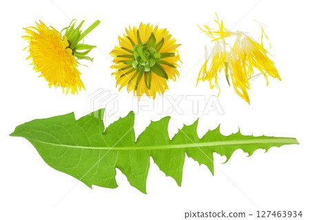 dandelion flower with leaf isolated on white background. Top view. Flat lay dandelion flower with leaf isolated on white background. Top view. Flat lay 127463934