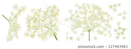 Elderberry flower or Sambucus nigra isolated on a white background. Elderberry flower or Sambucus nigra isolated on a white background. 127463961