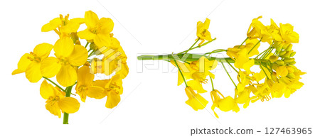 Rapeseed flowers isolated on white background, Top view. Flat lay 127463965