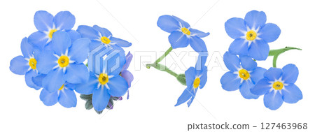 forget-me-not flowers isolated on white background. Top view. Flat lay forget-me-not flowers isolated on white background. Top view. Flat lay 127463968