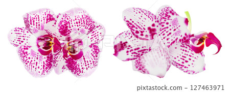 pink phalaenopsis orchid flower isolated on white background pink phalaenopsis orchid flower isolated on white background 127463971