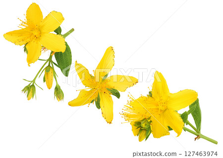 saint john's wort or Hypericum flowers isolated on white background. Top view with copy space for your text. Flat lay 127463974