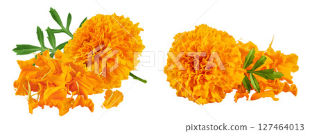 petals of fresh marigold or tagetes erecta flower isolated on white background with full depth of field 127464013