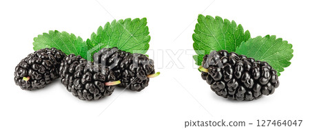 Mulberry with leaf isolated on white background Mulberry with leaf isolated on white background 127464047