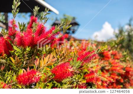 Red bottlebrush flowers close-up blooming on vibrant green branches. Summer flora, exotic plants, and natural color in Mediterranean landscapes. 127464056