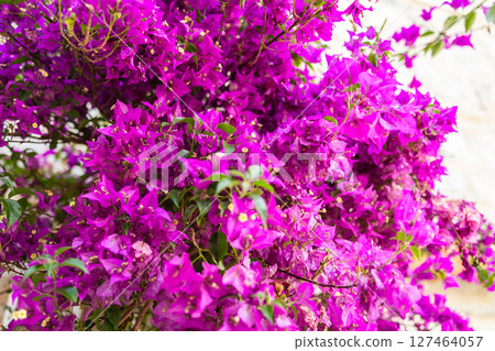 Blooming bougainvillea close-up. Summer travel, Mediterranean flora, and architectural serenity in historic towns. 127464057