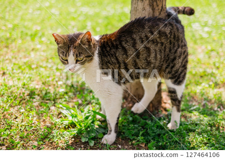 Tabby cat brushing against tree on sunny grass. Outdoor calmness, feline behavior, and peaceful summer mood in nature. 127464106