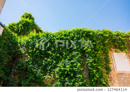 Green ivy climbing over old stone wall under blue summer sky. Nature reclaiming architecture, organic growth, and the harmony between structure Green ivy climbing over old stone wall under blue summer sky. Nature reclaiming architecture, organic growth, and the harmony between structure 127464114