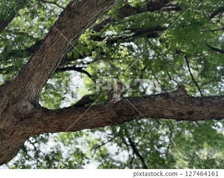 Squirrel eating nuts on a tree Squirrel eating nuts on a tree 127464161