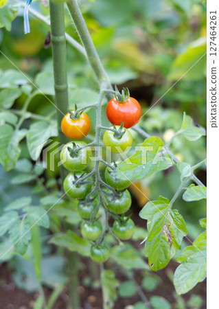 Tomatoes before harvest <Home garden/Chiba Prefecture/June> 127464261