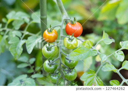 Tomatoes before harvest <Home garden/Chiba Prefecture/June> 127464262