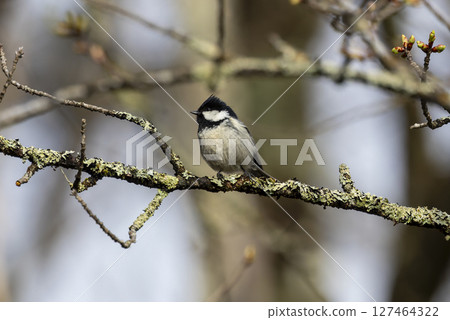 Red Tit Perched on a Branch Red Tit Perched on a Branch 127464322