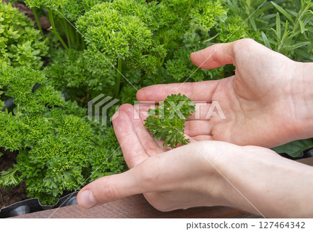 Female hands holding parsley Petroselinum Crispum the medicinal and herbal plant. 127464342