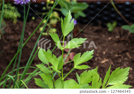 Parsley leaf or garden parsley Petroselinum crispum. Close-up. 127464345
