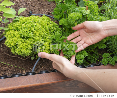 Female hands holding parsley Petroselinum Crispum medicinal and herbal plant. 127464346