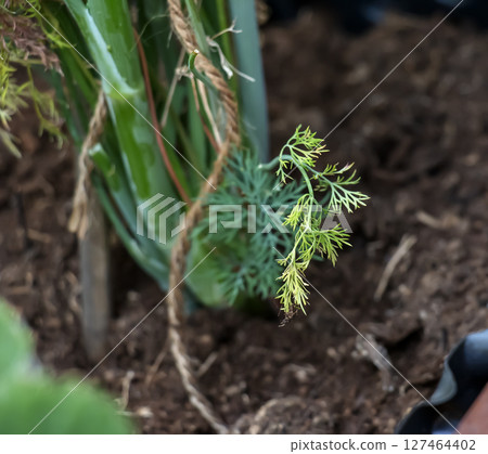 Branch of dill plant Anethum Graeolens in the garden. Known for its original aroma, it is a culinary favorite. Branch of dill plant Anethum Graeolens in the garden. Known for its original aroma, it is a culinary favorite. 127464402