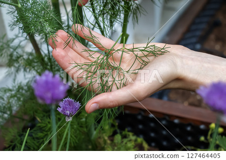 Female hands holding branch of the dill plant Anethum Graeolens in the garden. 127464405