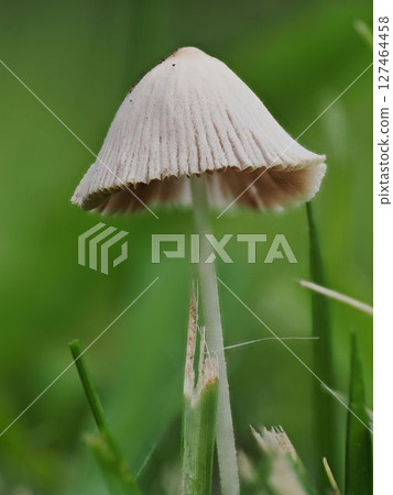 鬼傘屬真菌的菌蓋特寫 鬼傘屬真菌的菌蓋特寫 127464458