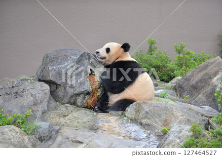 Relaxing on the rocks at Akehama 127464527