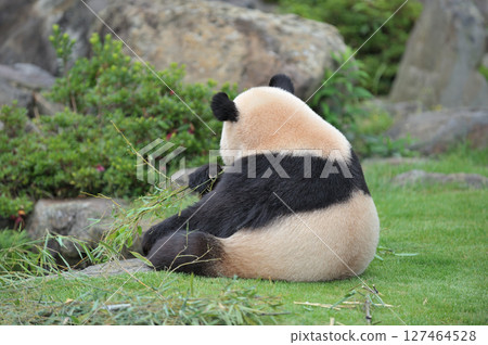 Aihama eating bamboo deliciously 127464528