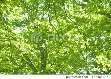 Fresh green beech forest 127464683