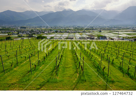 Wine vineyards, rice fields, and the Northern Alps [Ikeda Town, Kitaazumi District] 127464732