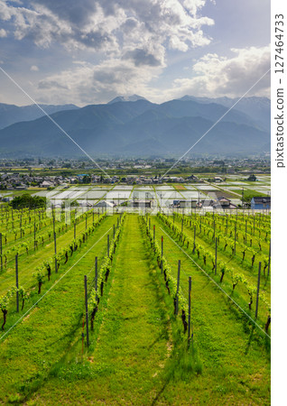 Wine vineyards, rice fields, and the Northern Alps [Ikeda Town, Kitaazumi District] 127464733