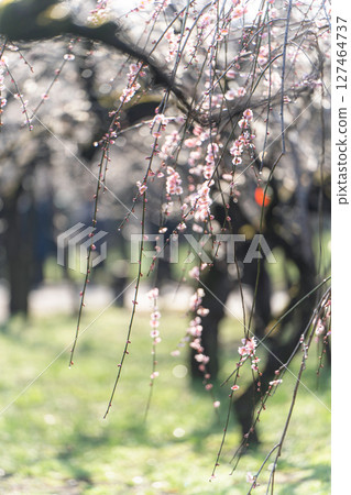 Plums of Mito Kairakuen Plums of Mito Kairakuen 127464737