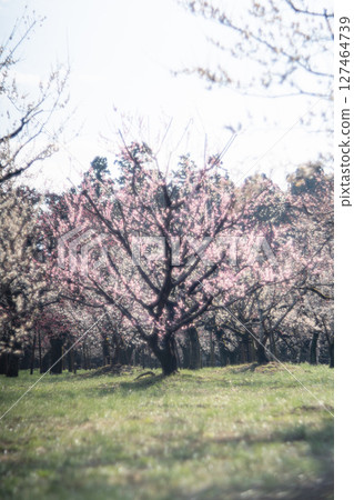 Plum forest at Mito Kairakuen Plum forest at Mito Kairakuen 127464739
