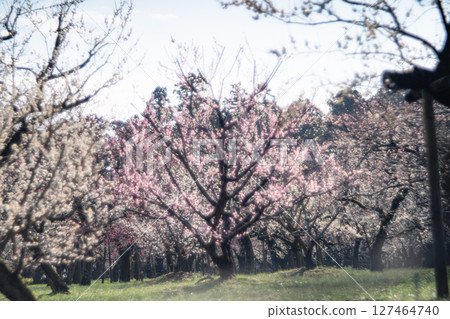 Plum forest at Mito Kairakuen Plum forest at Mito Kairakuen 127464740