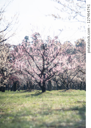 Plum forest at Mito Kairakuen Plum forest at Mito Kairakuen 127464741