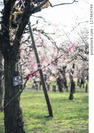 Red plum blossoms at Mito Kairakuen 127464744