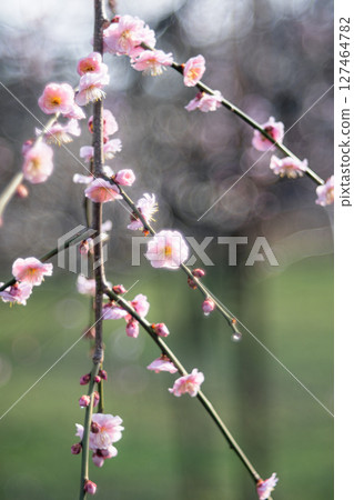 Weeping plum blossoms at Mito Kairakuen 127464782
