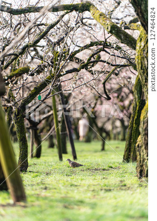 Plum grove and pigeons at Mito Kairakuen Plum grove and pigeons at Mito Kairakuen 127464824
