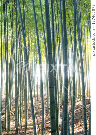 Moso bamboo grove in Mito Kairakuen Moso bamboo grove in Mito Kairakuen 127465078