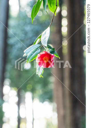 水戶偕樂園的山茶花 127465079