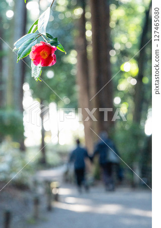 水戶偕樂園的山茶花 水戶偕樂園的山茶花 127465080