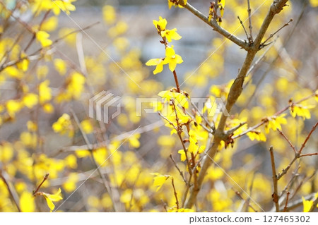 Forsythia flower in full bloom 127465302