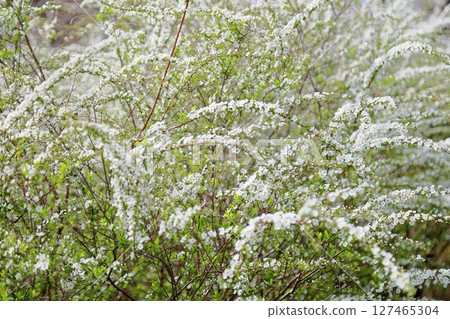 Spiraea flowers beginning to bloom 127465304