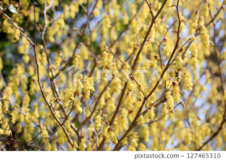 鮮豔的土佐水木花 127465310