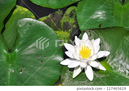 Water lily flower 2 Water lily flower 2 127465629