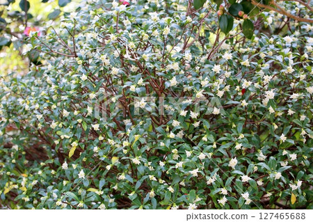 Beginning to bloom Daphne flower 127465688