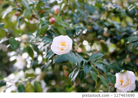 山茶花開始綻放 山茶花開始綻放 127465690