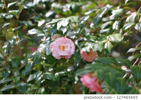 Camellia flowers starting to bloom Camellia flowers starting to bloom 127465693
