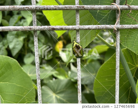 一隻甲蟲緊緊抓住籬笆 127465698