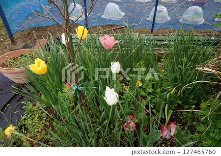 Tulip Tulip 127465760