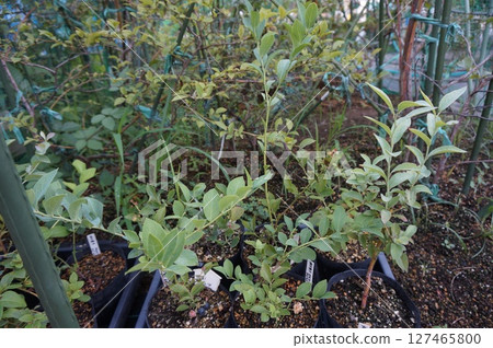 藍莓插條 127465800