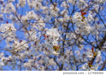 Mountain cherry blossoms in full bloom looking up against the blue sky 127466060