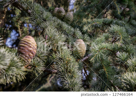 Conifer with Immature pine cones in a tree. Conifer with Immature pine cones in a tree. 127466164