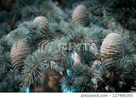 Conifer with Immature pine cones in a tree. Conifer with Immature pine cones in a tree. 127466165